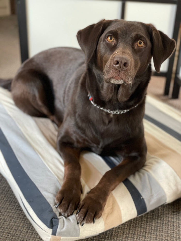 Pet Bed UPCYCLED