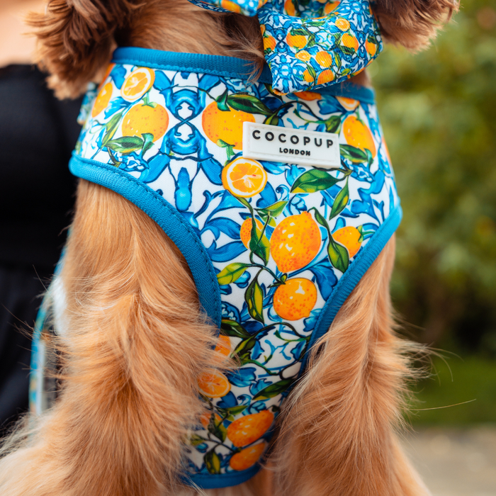 A close-up of a dog wearing an Amalfi Lemon Adjustable Neck Harness from Cocopup London, which features a bright blue trim and a colorful pattern with oranges and leaves. This stylish summer harness provides both comfort and flair. The background is blurred, making the vibrant design stand out.