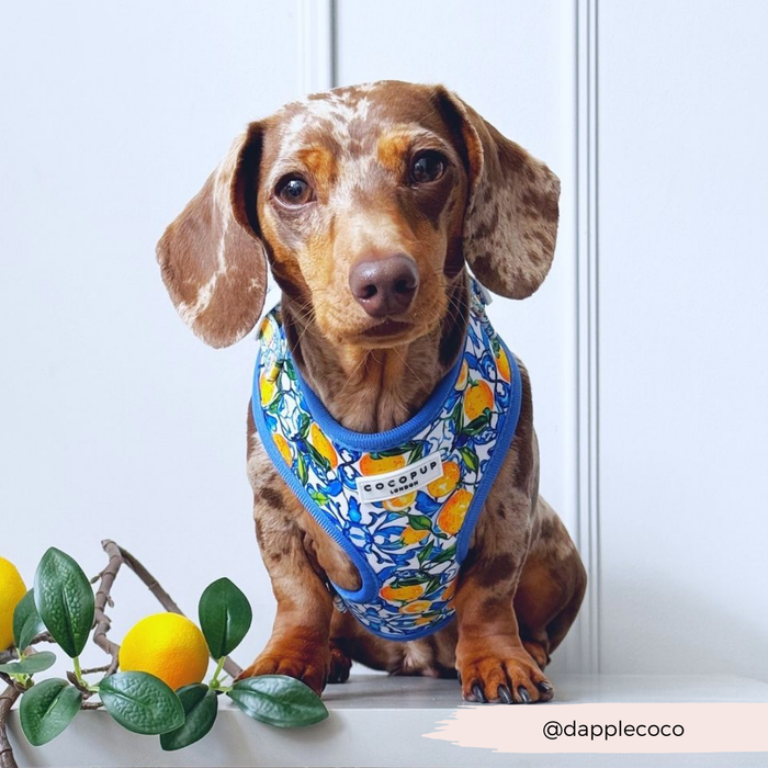 Brown dapple dachshund wearing a yellow patterned Cocopup Amalfi Lemon harness sits beside a lemon branch.