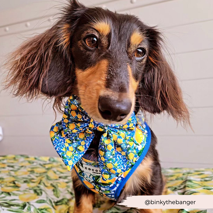 Dachshund indoors wearing a yellow lemon-patterned adjustable harness, lead, and collar set from Cocopup London.