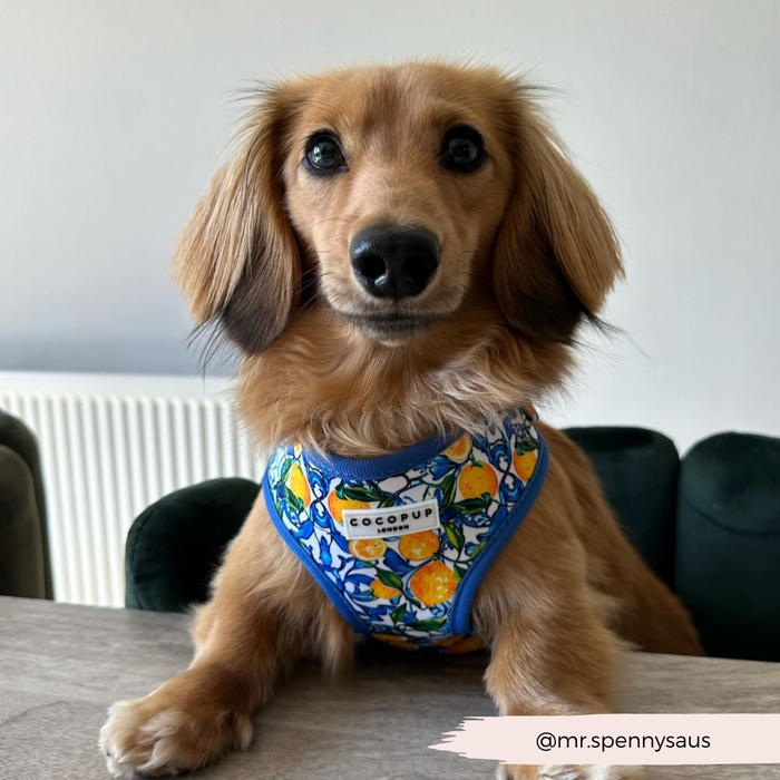 Brown dachshund in a yellow lemon-patterned harness from Cocopup London, sitting on a table. Text: @mr.spennysaus.