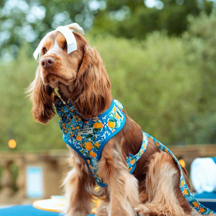 A brown and white dog with long, wavy ears sits on a table wearing a Cocopup London Amalfi Lemon Adjustable Neck Harness adorned with a citrus fruit pattern. A white bow is tied on its head. The background features greenery with an out-of-focus park or garden setting.