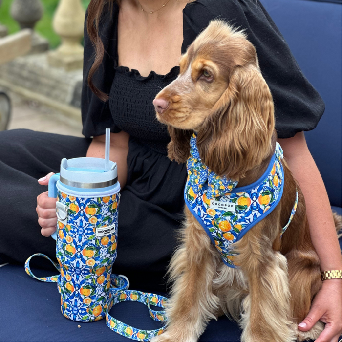 A brown dog wearing an Amalfi Lemon Adjustable Neck Harness from Cocopup London sits beside a person in a black dress holding a matching drink tumbler with a straw. Both the harness and the tumbler feature a vibrant, floral pattern with orange and blue accents. They are seated outdoors.