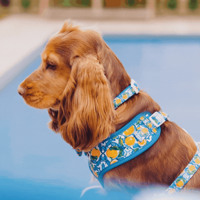 A brown, long-haired dog wearing a Cocopup London Amalfi Lemon Adjustable Neck Harness sits calmly by a blue swimming pool. The summer dog harness features a vibrant citrus fruit pattern. The dog's profile view shows its alert expression and the elegant design of its comfortable harness.