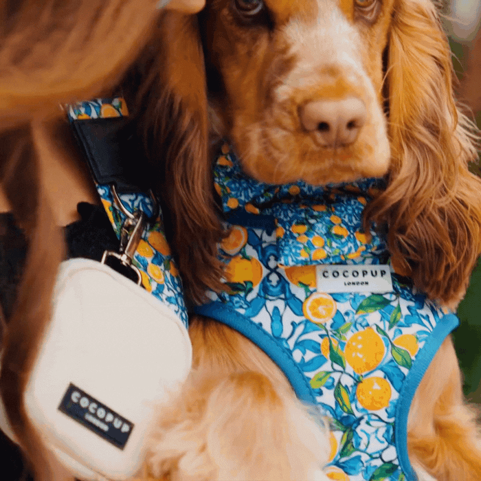 A brown dog wearing a comfortable *Cocopup London* harness adorned with orange and lemon designs stands proudly. The blue *Amalfi Lemon Adjustable Neck Harness* features a small white accessory pouch. The dog is held by a person who is partially visible in the frame.