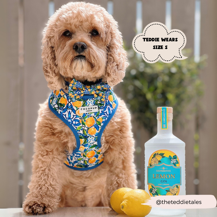 Fluffy dog wearing a yellow lemon-pattern Cocopup London bow tie and harness sits beside a Teddie wears size S sign.