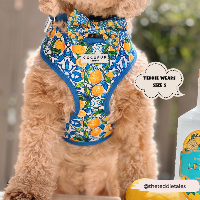 Small dog wearing a yellow Cocopup London bow tie with lemon print, tag reads “Teddie wears size S.”.