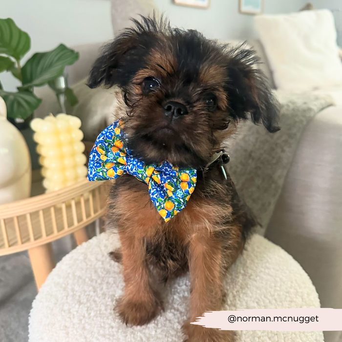Small, scruffy dog on a chair wears a yellow lemon-patterned Cocopup London bow tie with plants in the background.