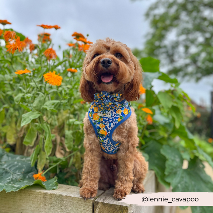 Brown cavapoo wears a yellow floral Cocopup London collar flower, sitting in front of orange flowers. Text: @lennie_cavapoo.