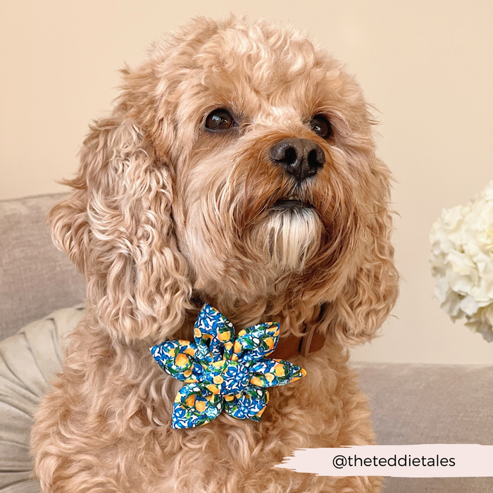 Fluffy tan dog on couch wears a yellow Cocopup London Amalfi Lemon Collar Flower. Text: @theteddietales.