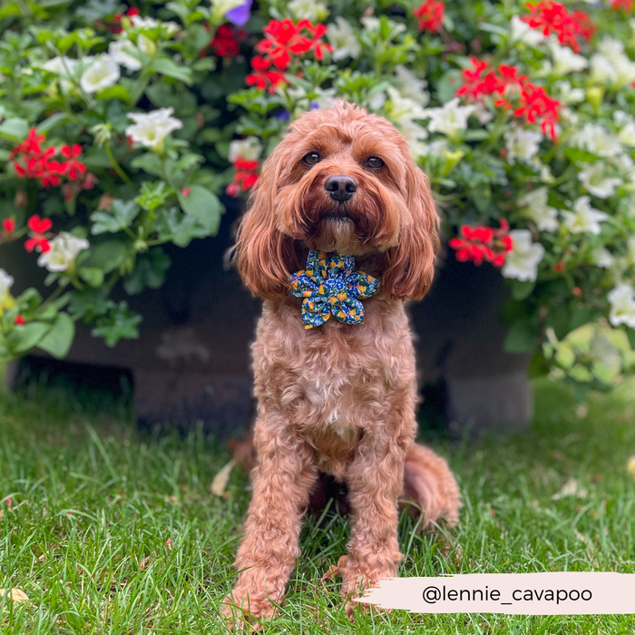 Golden Cavapoo on grass wears a yellow floral Cocopup London collar flower, near red and white flowers.