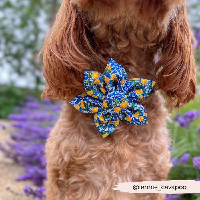 Fluffy dog wearing a Cocopup London yellow floral collar flower, with blurred purple flowers and greenery in the background.