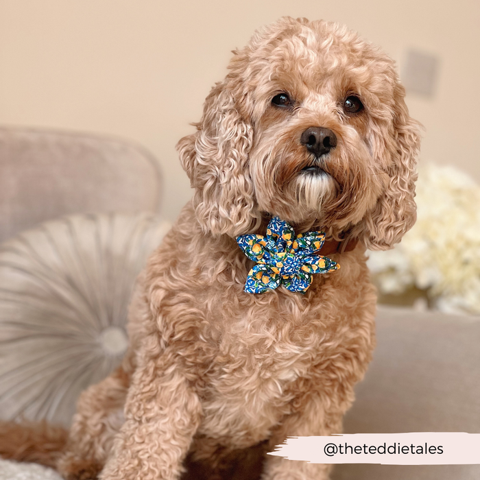 Brown dog with curly fur on a beige couch wears a yellow floral Cocopup London collar accessory.