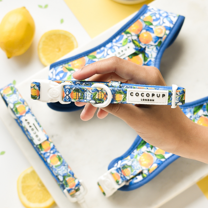 Hand holding a yellow patterned Cocopup London Amalfi Lemon dog collar, with matching collars lying next to it.