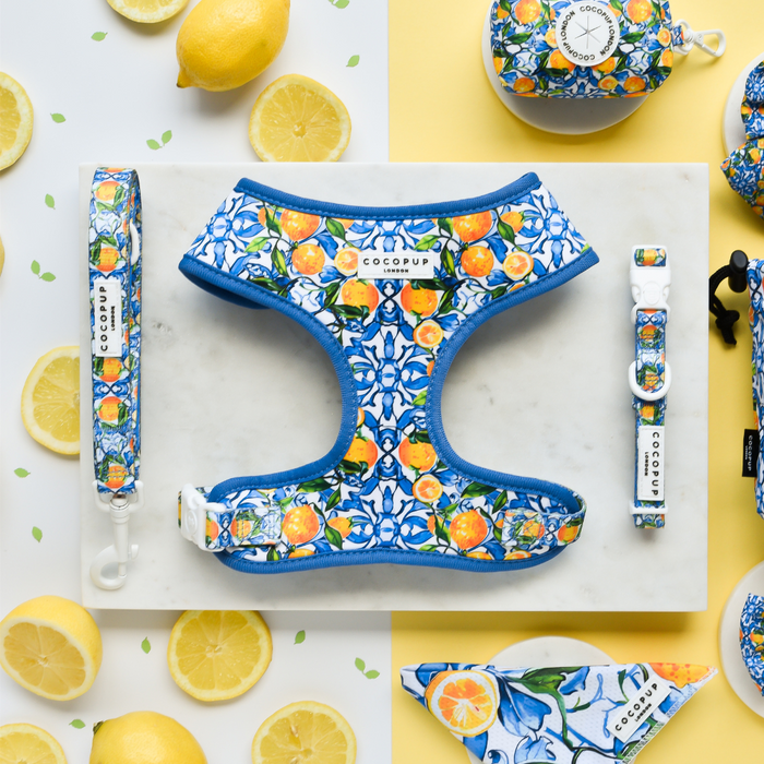 Colorful dog accessories from Cocopup London, featuring a blue and orange citrus-themed design on a light background. Items include the Amalfi Lemon Adjustable Neck Harness, leash, collar, and waste bag holder. Lemon slices and whole lemons are scattered around, enhancing the vibrant, summery feel.