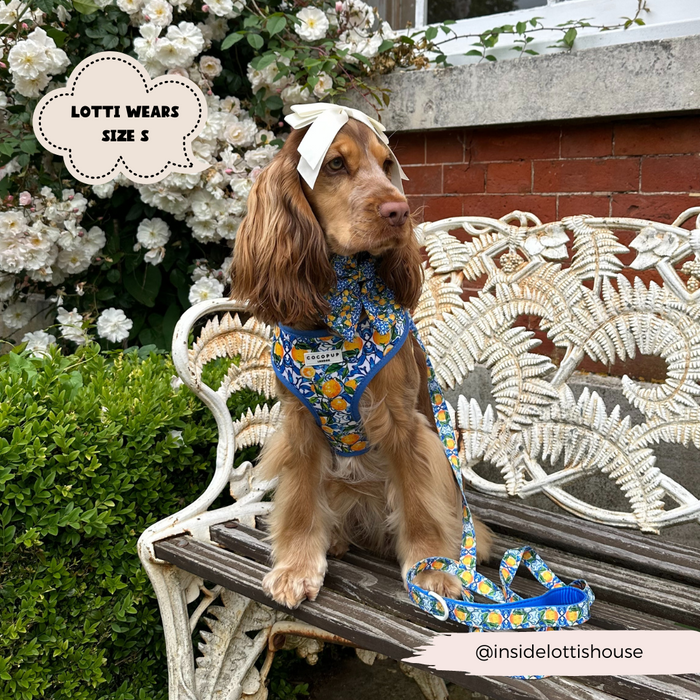 Brown dog wearing a blue patterned harness and yellow lemon-patterned leash sits on a bench among white garden flowers.