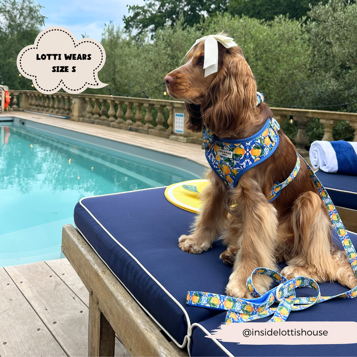 Brown dog in blue harness and bow sits by pool, holding yellow patterned Cocopup London leash.