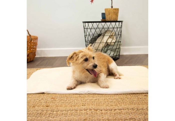 Ancol self heating pet pad shown from above with a resting dog