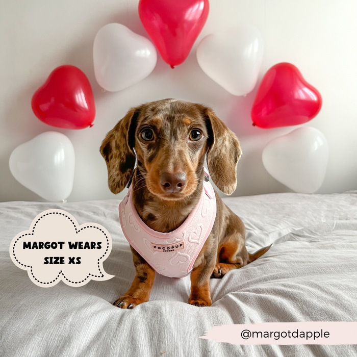 A small brown and tan dachshund dog wearing a Luxe Baby Pink Heart Adjustable Neck Harness from Cocopup London sits on a bed. Behind it, heart-shaped red and white balloons are attached to the wall. Text on the image reads, “Margot wears size XS,” with an Instagram handle “@margotdapple” at the bottom right.