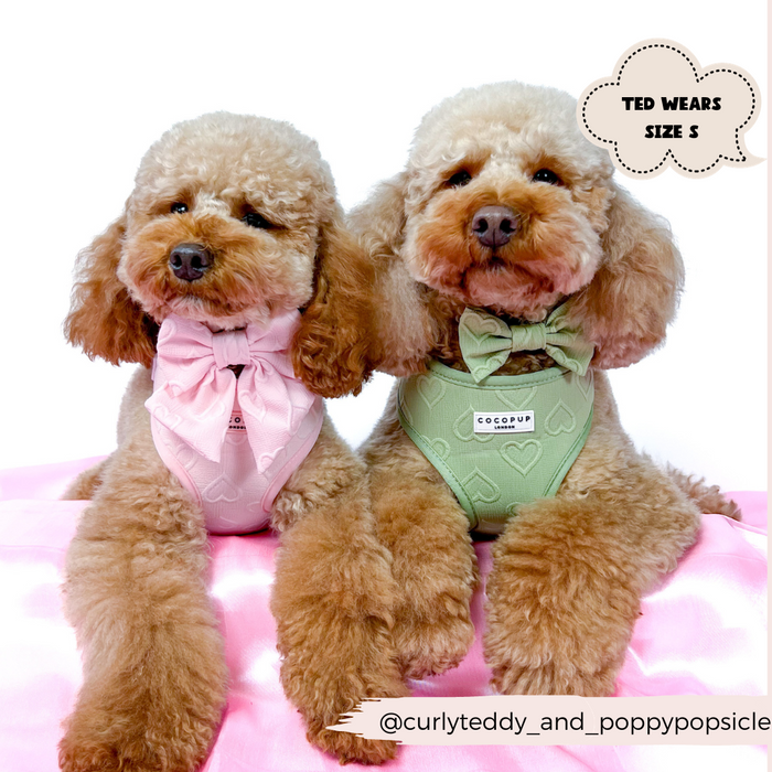 Two curly-haired dogs sit together on a pink surface, each wearing a bow and harness. The dog on the left sports a Luxe Baby Pink Heart Adjustable Neck Harness, Lead & Collar Bundle from Cocopup London, while the dog on the right dons a green set. A cloud-shaped sign states "TED WEARS SIZE S." Both pups showcase adjustable neck harnesses and vibrant dog collars. The image is tagged @curlyteddy_and_poppypopsicle