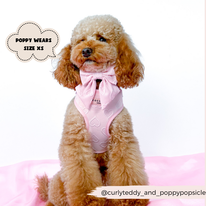 A small, curly-haired dog is sitting on a pink blanket, adorned in a Luxe Adjustable Neck Harness - Baby Pink Heart by Cocopup London featuring baby pink heart patterns and a large pink bow around its neck. A text bubble reads, "Poppy wears size XS." The Instagram handle "@curlyteddy_and_poppypopsicle" is displayed at the bottom.