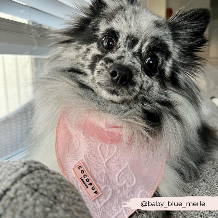 A fluffy dog with a marbled black, white, and gray coat is wearing the Luxe Bandana - Baby Pink Heart from Cocopup London. The dog gazes sweetly at the camera, seated by a window. A white text overlay with a handle reads "@baby_blue_merle.
