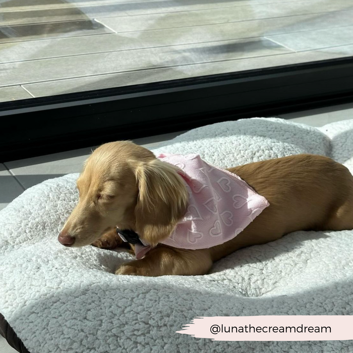 A small golden Dachshund, adorned with a stylish Luxe Bandana - Baby Pink Heart from Cocopup London, lounges on a plush dog bed, basking in sunlight beside a large window. The handle "@lunathecreamdream" is displayed at the bottom right corner.