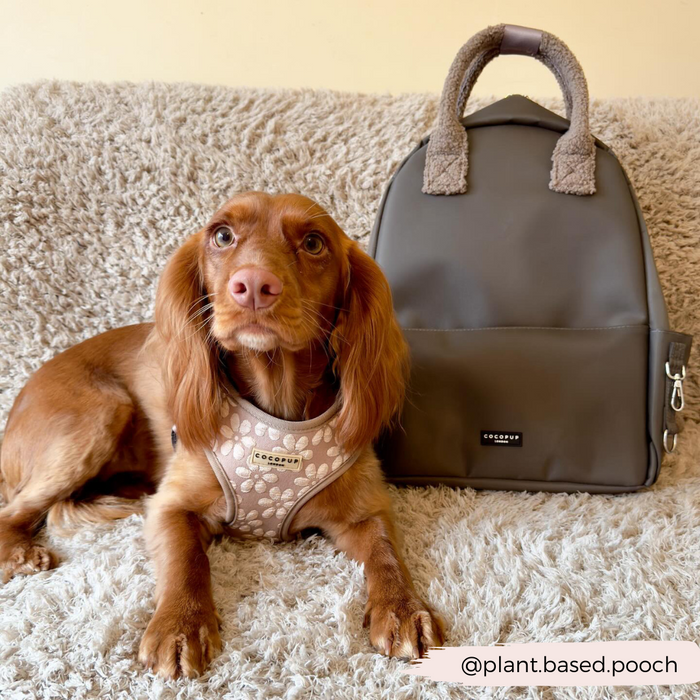 Brown dog in harness on beige couch next to mocha Cocopup London rucksack.