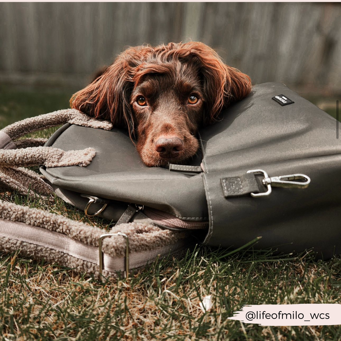 Brown dog resting its head on a mocha Cocopup London rucksack, lying on green grass.