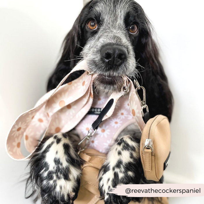 A black and white Cocker Spaniel is holding a pink floral Bag Strap - Daisy Chain by Cocopup London in its mouth. The dog is wearing a harness and appears ready to go for a walk. The handle of the leash and bag strap are draped over its snout. (@reevathecockerspaniel).