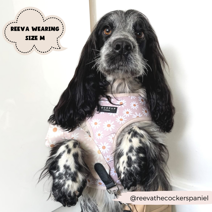 A black and white Cocker Spaniel sports a snug-fitting floral-patterned pink harness with intricate daisy chain details from Cocopup London. A speech bubble reads, "Reeva wearing size M." The dog's Instagram handle, "@reevathecockerspaniel," is displayed at the bottom right of the image.
