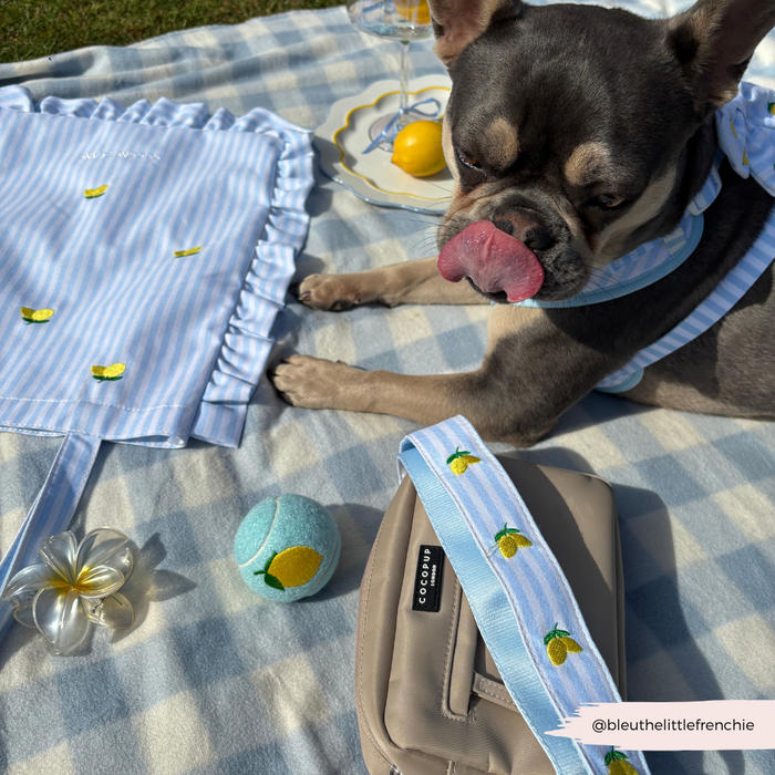 French Bulldog in blue next to a Cocopup London bag with a yellow lemon-patterned strap on a picnic blanket.