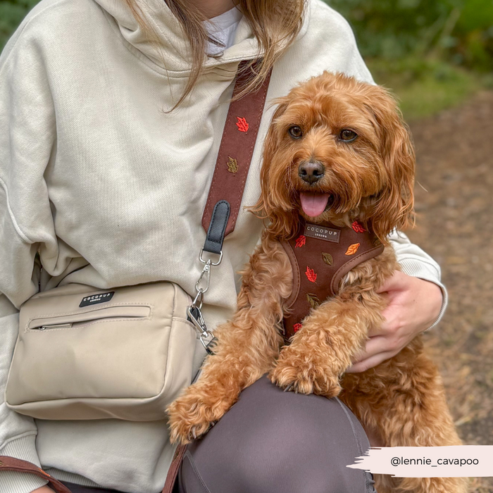 Person outdoors with a small brown dog in a leaf-print harness and the Cocopup London Pawtumn Leaves dog walking bag bundle.