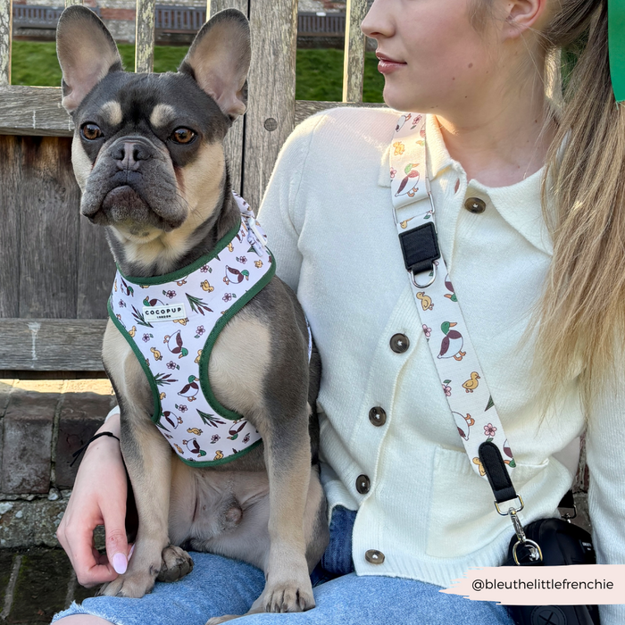 Woman on bench with French Bulldog and Cocopup London Bag Strap in Puddle Pup print lying beside her.