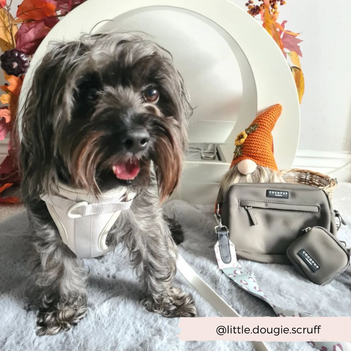 A small gray dog with a white harness sits on a gray blanket. Behind the dog are a circular frame adorned with autumn leaves, a Cocopup London Dog Walking Bag with a Bag Strap in Sage Leopard design, a small gray pouch, and an orange gnome ornament. The Instagram handle "@little.dougie.scruff" is noted in the bottom right corner.