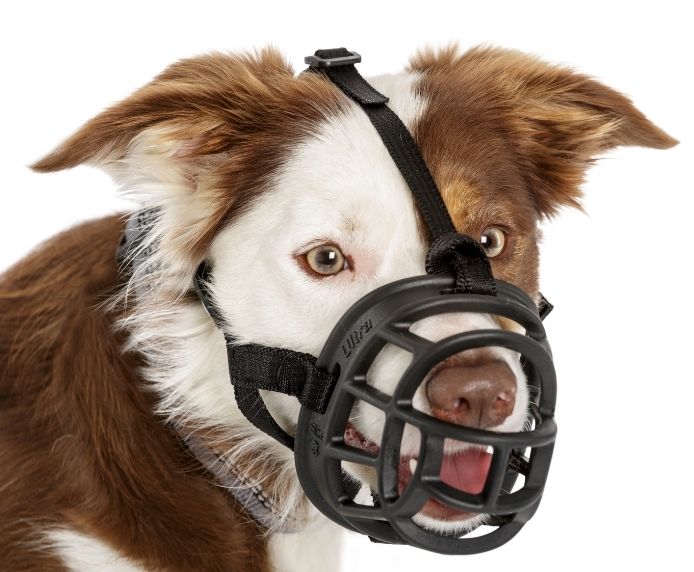 Border Collie wearing a black Baskerville Ultra basket muzzle, white background