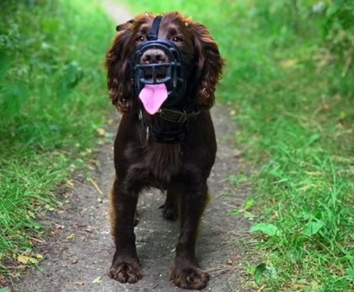 Spaniel wearing a black Baskerville Ultra basket muzzle on a walk