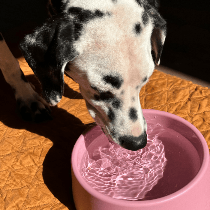 Dalmatian drinking from a pink Beco Steady Dog Bowl