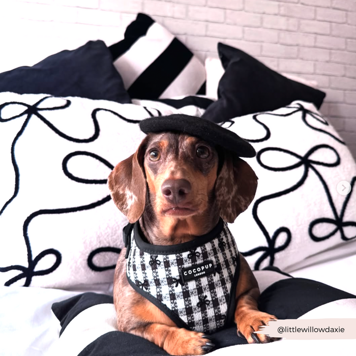 Dachshund in a beret wears a pink Cocopup London adjustable harness, sitting on a bed with patterned bedding.