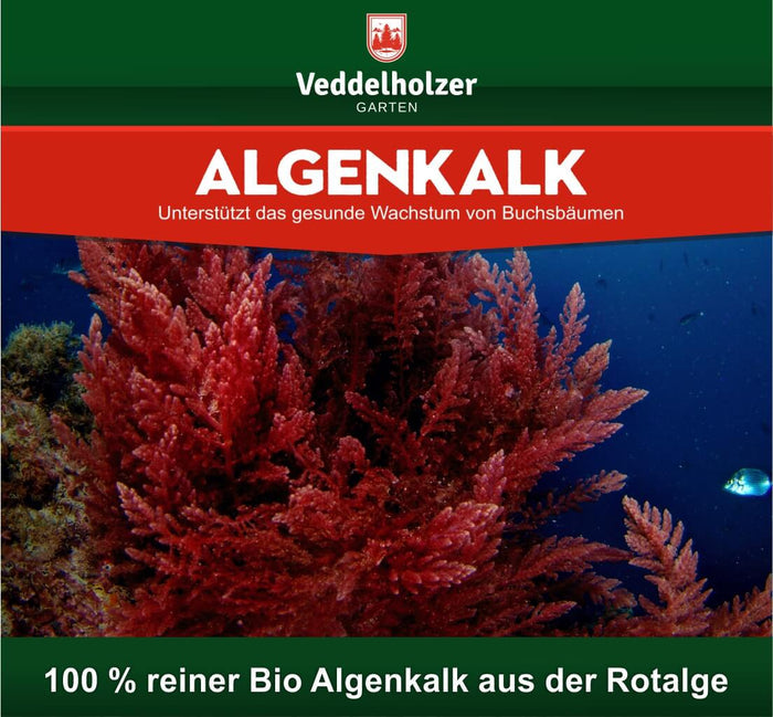 Dunkelrote Rotalge auf dem Meeresgrund mit kleinem Fisch – Bildtext „100 % reiner Bio Algenkalk aus der Rotalge“