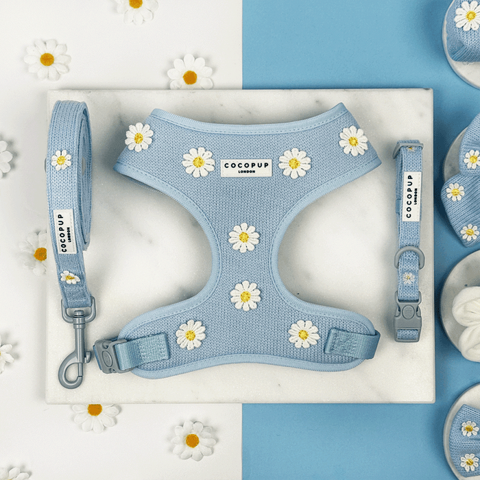 Blue dog Harness, Lead & Collar with white flower decals.
