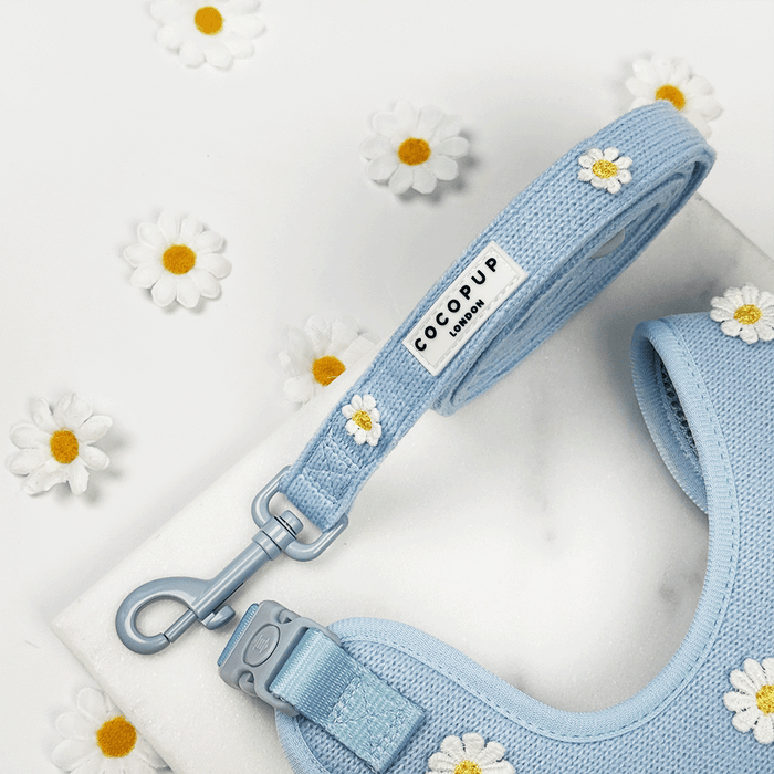 Blue dog Lead with white flower decals.