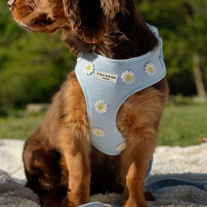 Brown dog in a blue daisy-patterned Cocopup London harness set, sitting on a blanket with grass in the background.