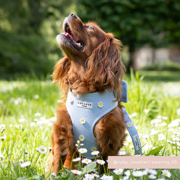Dog in a blue harness and lead with daisy pattern sits in a field of daisies.