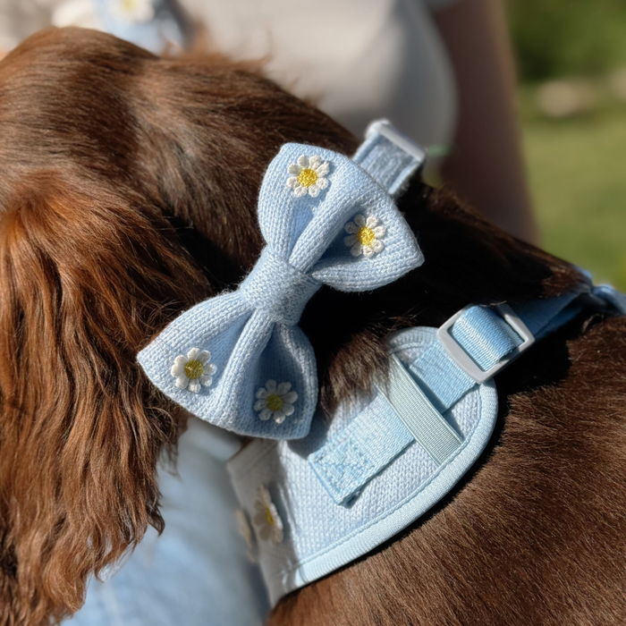 Brown dog in a blue daisy-patterned Cocopup London bow tie and matching blue harness.