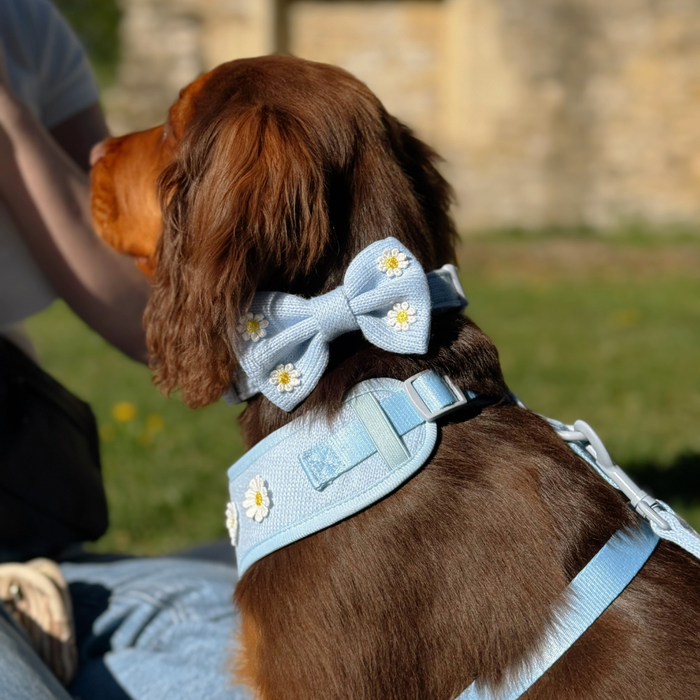 Brown dog in a blue harness and Cocopup London Blue Daisy Dream Bow Tie sits next to a person outdoors.