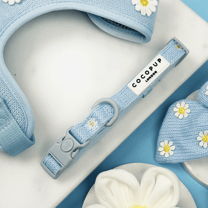 Blue dog Collar with white flower decals.