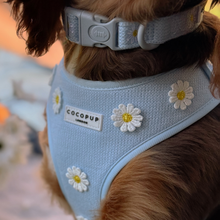 Dog wearing a light blue Cocopup London collar with white daisy pattern and adjustable buckle.