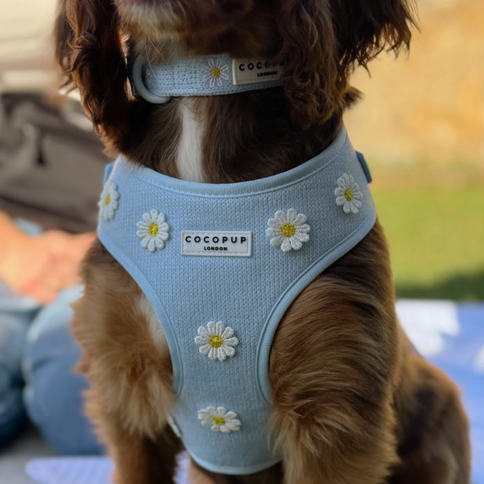 Brown dog sitting on a blanket wearing a Cocopup London collar with blue daisy pattern.