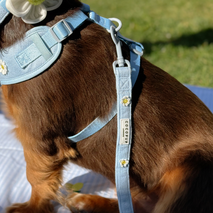 Brown dog wearing Cocopup London Blue Daisy Dream harness, lead, and collar with blue daisy print.